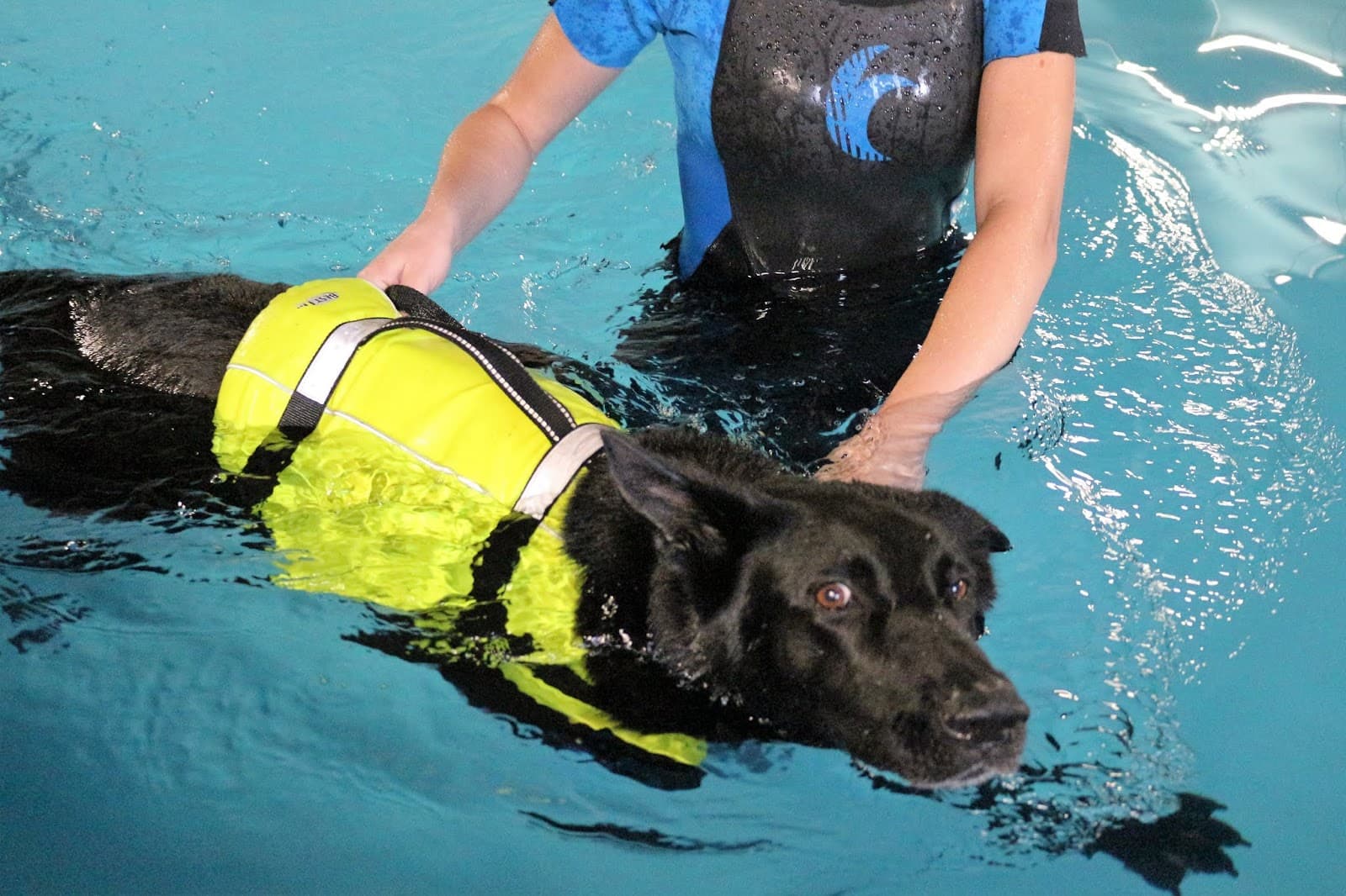 Omistaja ja koira juttelemassa henkilökunnan kanssa